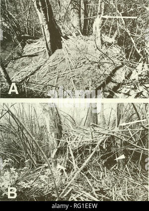 . Il campo Canadese-naturalista. Note 1999 303. La figura 1. (A) allentate tumulo di vegetazione sulla sommità del hummock isola in soutliem Indiana, 11 aprile 1996; e (B) Complesso nest-come struttura costruita da femmina adulta Lontra di fiume, 1 maggio 1996. Due camere di ingresso sono indicati con i triangoli bianchi. La freccia bianca indica il punto di riferimento comune per confrontare le modifiche in den sito. Fotografie di S. A. Johnson.. Si prega di notare che queste immagini vengono estratte dalla pagina sottoposta a scansione di immagini che possono essere state migliorate digitalmente per la leggibilità - Colorazione e aspetto di queste illustrazioni potrebbero non perfettamente resembl Foto Stock