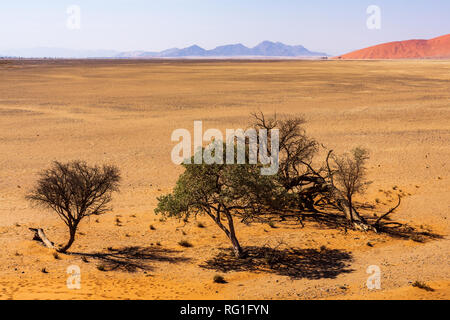 Albero solitario in Namibia in Africa Africa sudoccidentale Foto Stock