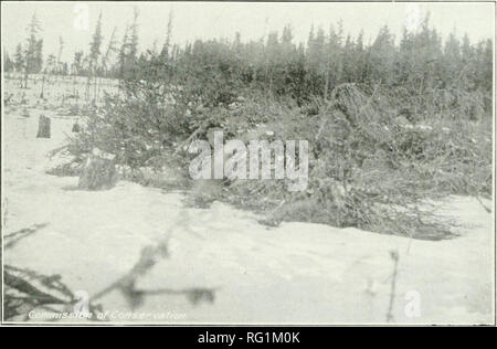 . Silvicoltura canadese ufficiale. Le foreste e la silvicoltura -- Canada periodici. Impilaggio e la masterizzazione su un aera di registrazione. Il dominio ramo forestale equipaggio al lavoro. Nisbet riserva forestale. Saskatchewan.. HEAVY MACCHINOSO SLASH prima di impilaggio e la masterizzazione. Pericolo di incendio extreme. A sinistra è un'area in cui i detriti sono stati ammassati e bruciati, riducendo così notevolmente il rischio di incendio. Nisbet riserva forestale, Saskatchewan.. Si prega di notare che queste immagini vengono estratte dalla pagina sottoposta a scansione di immagini che possono essere state migliorate digitalmente per la leggibilità - Colorazione e aspetto di queste illustrazioni potrebbero non perfettamente resembl Foto Stock