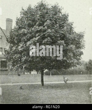 . Silvicoltura canadese ufficiale. Le foreste e la silvicoltura -- Canada periodici. Silvicoltura canadese ufficiale, Giugno, 19/9 283 UN GIORNO PERFETTO. I PASSI AVANTI IN NEW BRUNSWICK Douglas Malloch, il poeta Lumberman. Chiedo solo questo un giorno perfetto: a salire rinfrescati dalla dreamless sleep per sentire le matin roundelay di uccelli che dal mio wmdow mantenere le loro piccole case e sono così felici- e poi per salutare il sole del mattino, dimenticare tutti i guai che ho avuto per trovare un nuovo nato giorno iniziato. Per la prima colazione e semplicemente andare indietro per sollevare nuovamente il compito quotidiano, tentare di nuovo alcuni lavori di vale la pena- cosa più di questo mortale può chiedere? Quindi tutti i Foto Stock