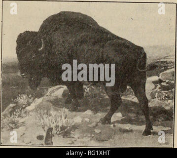 . Canadian Forest industries 1907. Macchinoso; le foreste e la silvicoltura; prodotti di foresta; polpa di legno Industria; legno industrie utilizzatrici. Il sig. Wm, Mackenzie, Vicepresidente Great West legname Azienda. Venite a lui associati nel nuovo immettere- prise. Il sig. Campbell ha ricevuto il suo legname educa- zione con W. C. Edwards &AMP; azienda a Rockland, Ont., uno dei più grandi produzione legname preoccupazioni nel dominio, con il quale egli è stato associato. All'o- organizzazione del legname Robinson-Edwards Società di Burlington, Vt.; per gestire il business americano di Edwards interessi. La "Grande Ovest" Foto Stock