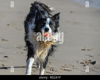 Border Collie cane su una spiaggia, bagnata dal mare, giocando una partita di fetch con una palla arancione. Foto Stock