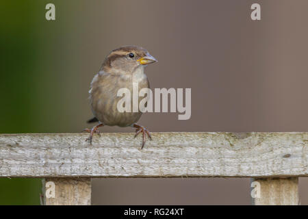 Northampton, Regno Unito. Il 27 gennaio 2019. RSPB del grande giardino Birdwatch segna 40 anni. Credito: Keith J Smith./Alamy Live News Foto Stock