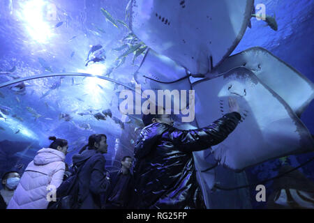 Guiyang, della Cina di Guizhou. 26 gen, 2019. La gente visita il Guizhou Polar Ocean World di Guiyang, capitale del sud-ovest della Cina di Guizhou, Gennaio 26, 2019. Credito: Zhang Hui/Xinhua/Alamy Live News Foto Stock