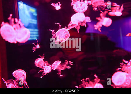 Guiyang, della Cina di Guizhou. 26 gen, 2019. Un visitatore osserva le meduse a Guizhou Polar Ocean World di Guiyang, capitale del sud-ovest della Cina di Guizhou, Gennaio 26, 2019. Credito: Han Xianpu/Xinhua/Alamy Live News Foto Stock