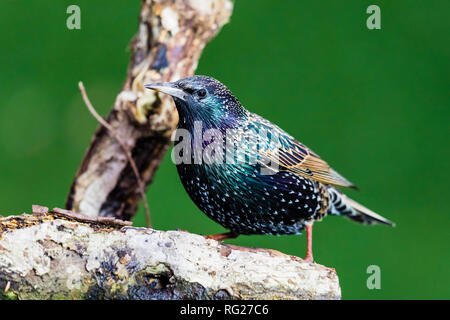 Blaenpennal, Aberystwyth, Ceredigion, Wales, Regno Unito. Il 27 gennaio 2018. Un starling (Sturnus vulgaris) è foraggio per il cibo intorno ad una stazione di alimentazione nel mio giardino. Il freddo e il vento ha portato un sacco di uccelli al giardino. Credito: (C) Phil Jones/Alamy Live News Foto Stock