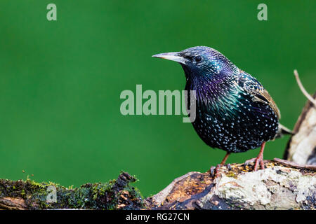 Blaenpennal, Aberystwyth, Ceredigion, Wales, Regno Unito. Il 27 gennaio 2018. Un starling (Sturnus vulgaris) è foraggio per il cibo intorno ad una stazione di alimentazione nel mio giardino. Il freddo e il vento ha portato un sacco di uccelli al giardino. Credito: (C) Phil Jones/Alamy Live News Foto Stock