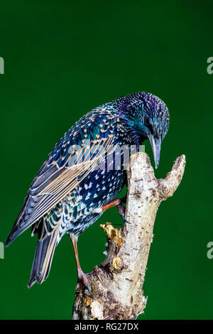 Blaenpennal, Aberystwyth, Ceredigion, Wales, Regno Unito. Il 27 gennaio 2018. Un starling (Sturnus vulgaris) è foraggio per il cibo intorno ad una stazione di alimentazione nel mio giardino. Il freddo e il vento ha portato un sacco di uccelli al giardino. Credito: (C) Phil Jones/Alamy Live News Foto Stock