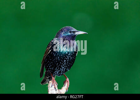 Blaenpennal, Aberystwyth, Ceredigion, Wales, Regno Unito. Il 27 gennaio 2018. Un starling (Sturnus vulgaris) è foraggio per il cibo intorno ad una stazione di alimentazione nel mio giardino. Il freddo e il vento ha portato un sacco di uccelli al giardino. Credito: (C) Phil Jones/Alamy Live News Foto Stock