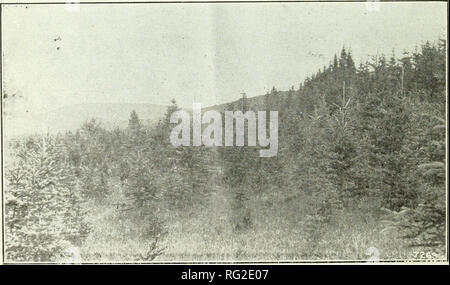 . Silvicoltura canadese ufficiale. Le foreste e la silvicoltura -- Canada periodici. 946 forestale canadese ufficiale, febbraio 1917 o tre dei rami più bassi per essere portati fuori ogni tre o quattro anni. La parte superiore o porzione di verde dell'albero dovrebbe sempre essere mantenuto non inferiore alla metà di un terzo dell'altezza totale dell'albero. Se troppo poco è superiore sinistra della crescita dell'albero è gravemente ritardata. Non più rami verdi sono rimosse dopo che il tronco è stato cancellato all'altezza di 19 piedi sopra la terra, dal momento che lo scopo è quello di produrre un solo suono chiaro 18 piedi log per albero al di sopra di una fo Foto Stock