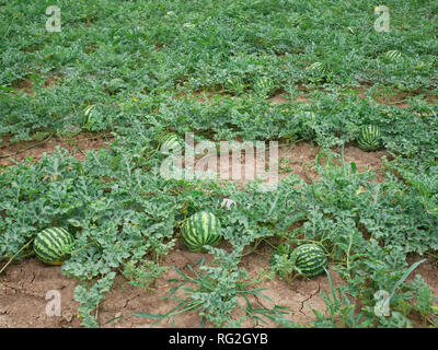 Gruppo di strisce di cocomeri maturazione sul campo in estate Foto Stock