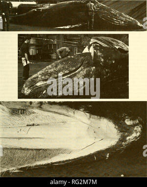 . Il campo Canadese-naturalista. 1988 Reeves e Mitchell: Stato della balena grigia 377. La figura 5. Dieci le balene grigie sono state prese al Coal Harbour, British Columbia, stazione baleniera in aprile 1953, sotto un governo speciale autorizzazione (Pike e MacAskie 1969). Nota le tre importanti golare scanalature, le grandi pinne e protuberante uro-genitali zona (top). Leggermente la bocca aperta mostra la luce color fanoni e la rotta seguita da acqua filtrata come non fuoriesce dalla bocca (centrale). I due lati del baleen non soddisfano a fronte della bocca, come fanno in balaenopterids (bott Foto Stock