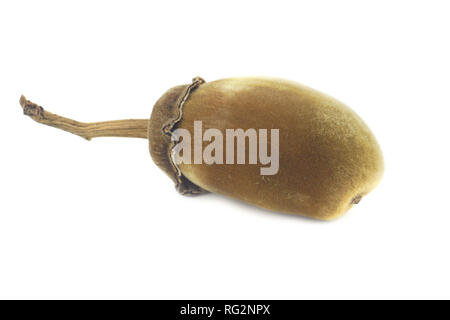 Baobab africano di frutta o pane scimmia su sfondo bianco Foto Stock