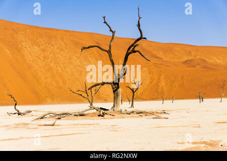 Dune di sabbia rossa e bruciata albero morto poco dopo l'alba in Deadvlei, Sossusvlei, Namibia avventura Foto Stock