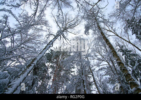 Nella foto, i tronchi di pini, guardando verso l'alto, dal basso verso l'alto, formando una bella cupola contro il cielo. Le corone di alberi sono coperti Foto Stock