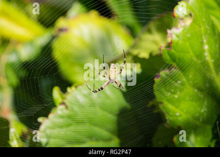 Argiope Audouin spider Foto Stock