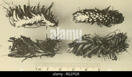 . Il campo Canadese-naturalista. 160 Il canadese Field-Naturalist Vol. 95. La figura 3. Storage di amido in picciolo basi di Asplenium platyneuron. In alto a sinistra, in una sezione longitudinale di rizoma e piccioli; in alto a destra, in sezione trasversale attraverso il rizoma e piccioli; in basso a sinistra, vista laterale del rizoma intatto e piccioli; in basso a destra vista ventrale di rizoma e piccioli. basi sono anche in grado di differenziazione e crescita - picciolo su basi sphagnum umido o sabbia prodotto nuove piante. In altri generi di felci con storage picciolo basi, come Onoclea, Matteuccia, Alhyrium e Drvopteris, c'è una tenda Foto Stock