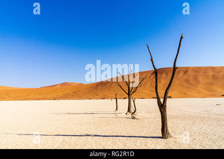 Bel mattino colori e morto in acacia nascosto Dead Vlei paesaggio nel deserto del Namib, morto di alberi di acacia in valle con cielo blu, Namibia Foto Stock