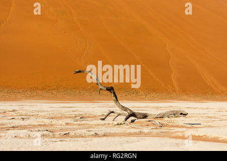 Bel mattino colori e morto in acacia nascosto Dead Vlei paesaggio nel deserto del Namib, morto di alberi di acacia in valle con cielo blu, Namibia avventura Foto Stock