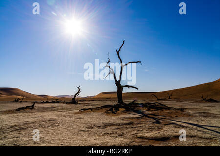 Bel mattino colori e morto in acacia nascosto Dead Vlei paesaggio nel deserto del Namib, morto di alberi di acacia in valle con cielo blu, Namibia avventura Foto Stock