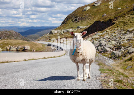 Gamma Rree Pecora in piedi su una strada di montagna in Norvegia, in Scandinavia - Polizia stradale Concetto di pericolo Foto Stock