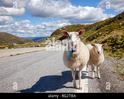 Gamma Rree ovini e agnello in piedi su una strada di montagna in Norvegia, in Scandinavia - Polizia stradale Concetto di pericolo Foto Stock