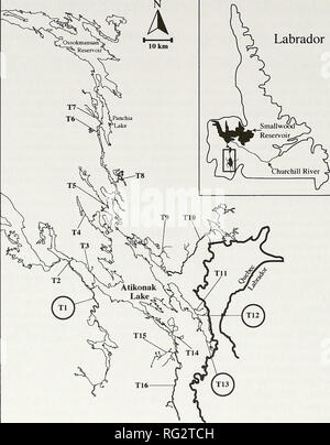 . Il campo Canadese-naturalista. 686 Il canadese Field-Naturalist Vol. 114 Labrador. La figura 1. La posizione di tributari (T1-T16) electrofished durante un sondaggio di pesce del lago Atikonak sistema, Labrador. Circondato tributari indicano dove Logperch furono catturati. può rivelare la presenza di Logperch in tutto il lago Atikonak sistema e possibilmente in laghi e fiumi a valle del serbatoio Smallwood. Tutti e sette i Logperch furono catturati nel flusso relativamente elevato, ancora non turbolente acque, oltre una prevalenza di ciottoli in fondo chiaro l'acqua fino a una profondità di 0,5 a 0,8 m e temperature dell'acqua 13 Foto Stock