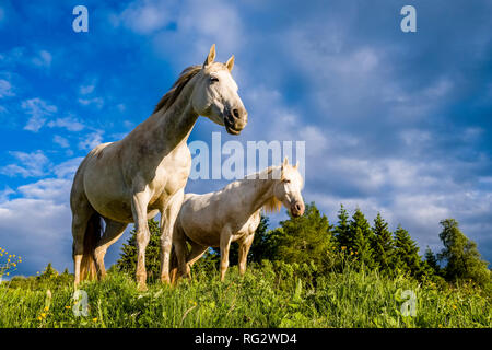 Due cavalli bianchi sono in piedi sui verdi pascoli a Alpe di Siusi Alpe di Siusi Foto Stock