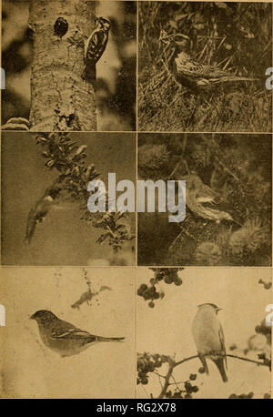 . Il campo Canadese-naturalista. Gennaio, 1925] Il canadese Field-Naturalist. La piastra 2. Sopra: Coppia di roverella picchi e nido. Meadowlark avvicinando nido con il cibo per i suoi quattro giovani. Medio: Ruby-throated Hummingbird sorseggiando il nettare da Cytisus Capitatus. Capo femmina può trillo su albero di abete rosso. Di seguito: Femmina Pine Grosbeak mangiare semi di erbaccia. Bohemian Waxwing su crabapple tree.. Si prega di notare che queste immagini vengono estratte dalla pagina sottoposta a scansione di immagini che possono essere state migliorate digitalmente per la leggibilità - Colorazione e aspetto di queste illustrazioni possono non assomigliare perfettamente l'originale Foto Stock