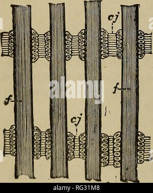 . Il Cambridge storia naturale. Zoologia. La fig, 76. - Morfologia delle branchie di Pelecypoda, visto schematicamente in sec- tion: UN, Protobranchiata ; B, Filibranchiata; C, Eulamellibranchiata; D, Septi- hranchiata; e, fila esterna di filamenti; io, io, fila interna di filamenti; e', fila esterna o una piastra ripiegata; i', fila interna ripiegata; /, piede; m, mantello; s, setto; v, massa viscerale. (Da A. Lang.) cavità (Fig. 76, B). Impossibile estendere oltre i limiti del mantello, filamenti sono riflessi o raddoppiato torna l uno all altro, quelli della piastra esterna che viene riflessa verso t Foto Stock