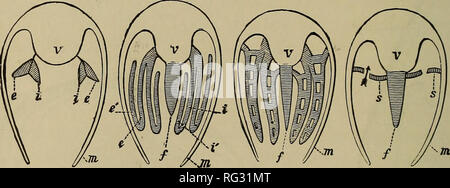 . Il Cambridge storia naturale. Zoologia. MI66 IL GILL IN PELECYPODA CHAP. 1. La forma più semplice di gill (^Nucula^ Leda^^ Solenomya ecc.) è quella che è costituito (Fig. 76, A, confronta Fig. 100, p. 201) di due righe di molto breve, ampia, non riflette i filamenti, le righe essendo disposta in modo da inclinarsi ad angoli retti l'uno all'altro da un comune asse longitudinale. I filamenti non sono collegati l'uno con l'altro, né sono le due foglie di ciascun gill uniti in qualsiasi punto. (^Protobranchiata.^ 2. In Anomiidae^ Arcadae, Trigoniidae^ e Mytilidae ogni gill è costituito da due piastre o righe Foto Stock