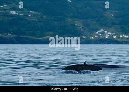 Una coda di balena spermatica vicino alla costa dell'isola di Pico, Azzorre Foto Stock