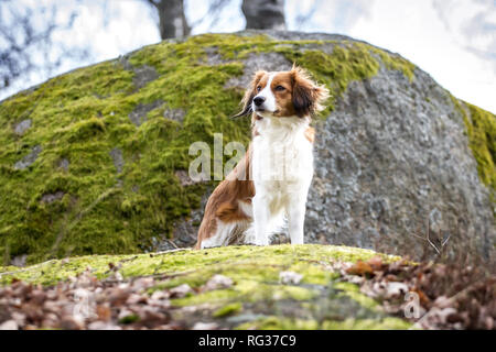 La Nederlandse Kooikerhondje (Canis lupus familiaris) Foto Stock