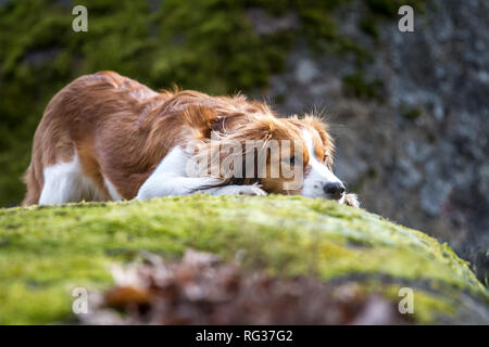 La Nederlandse Kooikerhondje (Canis lupus familiaris) Foto Stock