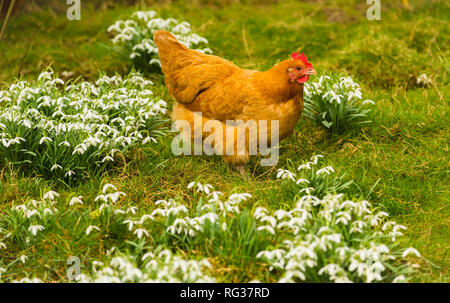 Buff Orpington di pollo o di gallina in primavera con bucaneve. La gallina ha un colore rosso brillante e pettine è rovistando nel giardino tra il bucaneve. Foto Stock