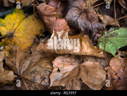 Foglie di autunno autunno giacenti si insediarono sul terreno Foto Stock