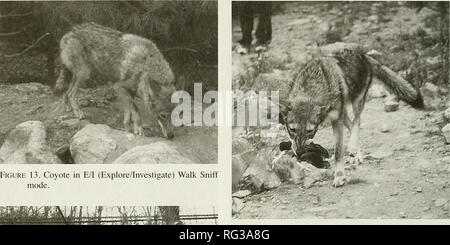 . Il campo Canadese-naturalista. Storia naturale; Sciences Naturelles. 284 Il canadese Field-Naturalist Vol. 120. La figura 16. Coyote in modalità di caccia, la caccia e la cattura di un uccello. Si prega di notare che queste immagini vengono estratte dalla pagina sottoposta a scansione di immagini che possono essere state migliorate digitalmente per la leggibilità - Colorazione e aspetto di queste illustrazioni potrebbero non perfettamente assomigliano al lavoro originale. Ottawa Field-Naturalists' Club. Ottawa, Ottawa Field-Naturalists' Club Foto Stock