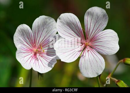 Clarkes cranesbill (Geranium clarkei), varietà Kashmir White, Germania Foto Stock