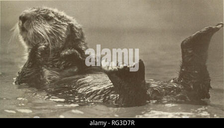 . Il campo Canadese-naturalista. Storia naturale. 1997 Watson, Ellis, Smith e Ford: Stato della Sea Otter 279. La figura 1. La Lontra di mare, Enhydra lutris. Foto cortesia Vancouver Aquarium. o un substrato morbido (Riedman e Estes 1990). Le lontre marine, in particolare di madri con i cuccioli, sembrano pre- fer aree con tettoie kelp. Kelp, tuttavia non è un essenziale requisito di habitat, perché grandi pop- ulations di le lontre marine si verificano in zone in cui mancano ampie kelp letti (Riedman e Estes 1990). Uso di habitat varia con il tempo e stato del mare. Fuori dall'Isola di Vancouver, per esempio, le lontre marine spostare offshore Foto Stock