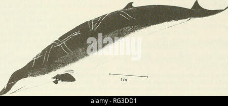 . Il campo Canadese-naturalista. 132 Il canadese Field-Naturalist Vol. 104. La figura 1. Stejneger fatturati della balena, Mesoplodon stejnegeri (ridisegnata e adattata da Watson 1981). Protezione internazionale: tutte Mesoplodon specie sono incluse nell'appendice II della convenzione sul commercio internazionale delle specie minacciate di estinzione (CITES). Tali specie non sono considerate rare o in pericolo di estinzione ma potrebbe diventare così se gli scambi non sono state regolamentate. Quotazione in Appendice II richiede la gestione da parte di gamma membri e i permessi di esportazione dal paese di origine per l' esportazione di parti, campioni o loro derivati. Mitchell (1975) Foto Stock