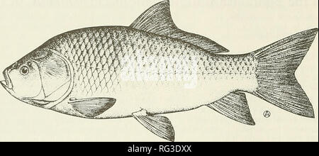 . Il campo Canadese-naturalista. Il canadese Field-Naturalist Vol. 104. La figura . Bigmouth Buffalo, Ictiobus cyprinellus [Disegno da A. Odum da Scott e Grossman (1973) da il permesso]. Sono tuttavia al di sotto di 4,5 kg (10 lb) e a meno di 410 mm (20 pollici) in lunghezza (Smith 1979). In Canada, essi sono di solito da 254 a 457 mm (da 10 a 18 pollici) in lunghezza (Scott e Grossman 1973). La distribuzione per il Nord America: Il Bigmouth Buffalo è diffusa in tutto il Mississippi River Basin ma il solo sistema di drenaggio del versante atlantico occupato è quella dei Grandi Laghi Sistema. Si è trovato dal Lago Erie Foto Stock