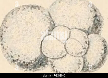 . Il Cambridge storia naturale. Zoologia; Zoologia Geral. y 3-Nodosaria 5. Spiroloculma. 4.Frondicularia G.CIobigerina. Si prega di notare che queste immagini vengono estratte dalla pagina sottoposta a scansione di immagini che possono essere state migliorate digitalmente per la leggibilità - Colorazione e aspetto di queste illustrazioni potrebbero non perfettamente assomigliano al lavoro originale. Harmer, S. F. (Sidney Frederic), Sir, 1862-; Shipley, A. E. (Arthur Everett), Sir, 1861-1927. [Londra, Macmillan e co. , Limitata; New York, la Macmillan company Foto Stock