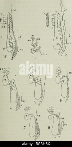 . Il Cambridge storia naturale. Zoologia. URINO-ORGANI GENITALI 49. Fig. 7.-rappresentazione schematica di modificazioni della urino-genitali condotti. 1, 2, maschio e femmina Newt; 3, un tubicino del rene ; 4, maschio Rana; 5, maschio Bufo; 6, maschio Bombiaator ; 7, maschio iJiacof/lossiis : 8, maschio Alytes. a, Ai-teria di entrare e la produzione di una bobina in, il corpo Malpighiau, M; B, Bidder organ ; 1'f.s.c, efferente canal segmentale ; F.B, fat-corpo ; gl, glomerulus : K, rene ; l.c.c. longitudinale del canale di raccolta ; M, corpo Malpighian ; Md, condotto Miillerian ; N, nephrostome ; 0, ovaio ; o, ovidotto ; s.d, segme Foto Stock