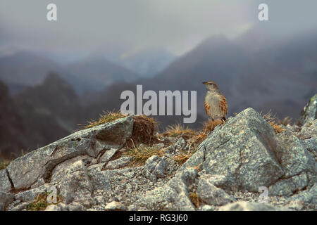 Adulto sordone (Prunella collaris) in scenari montuosi. Foto Stock