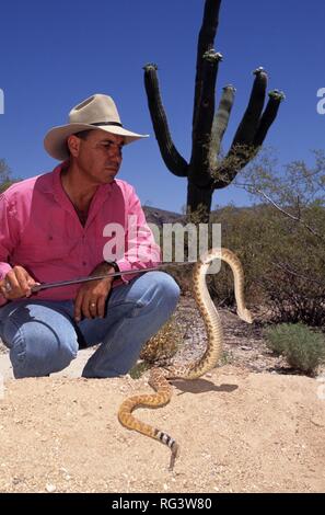 Stati Uniti d'America, Stati Uniti d'America, Arizona: un naturalista del Tanque Verde Guest Ranch, nei pressi di Tucson, mostrano un sonaglio snake ai visitatori. Foto Stock