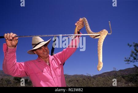 Stati Uniti d'America, Stati Uniti d'America, Arizona: un naturalista del Tanque Verde Guest Ranch, nei pressi di Tucson, mostrano un sonaglio snake ai visitatori. Foto Stock