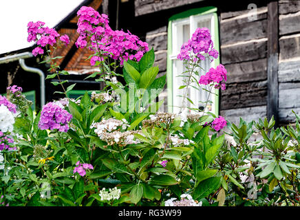 Phlox Paniculata in un fortino giardino in Spreewald riserva della biosfera, lande e fiabesca idillio. Brandeburgo, nei pressi di Berlino, Germania Foto Stock