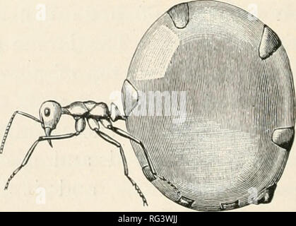 . Il Cambridge storia naturale. Zoologia. Fig. 63.- -^f1/|â iltcrocJ/stus me.vicanus. Vista laterale.. Si prega di notare che queste immagini vengono estratte dalla pagina sottoposta a scansione di immagini che possono essere state migliorate digitalmente per la leggibilità - Colorazione e aspetto di queste illustrazioni potrebbero non perfettamente assomigliano al lavoro originale. Harmer, S. F. (Sidney Frederic), Sir, 1862-; Shipley, A. E. (Arthur Everett), Sir, 1861-1927. Londra : Macmillan e Co. ; New York : La Macmillan Company Foto Stock