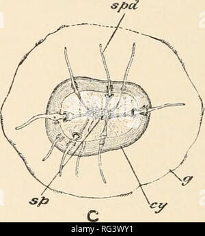 . Il Cambridge storia naturale. Zoologia; Zoologia Geral. B FIG. 32.-(*r&LT;.//NI'iiiit lilntl" rn Hi Sieb. Un, due eephalouts, embedded da loro epimerite &lt;/&LT; . ui cellule dell'intestino-epitelio ; di'ii, deutomrritc ; HH, nucleo ; pr, protomerite ; B1, B2, gratuitamente i due esemplari di un genere alleate ; il epimerite è caduta in B'-, che è sulla strada per diventare un sporont ; C, cisti (CY) di A, con sporoducts (SPD) scaricando le spore (sp), circondato da un esterno investimento gelatinoso (&LT;/). (Da Parker e Haswell.) cella dell'intestino di un artropodi, Worm o mollusco e come essa e Foto Stock