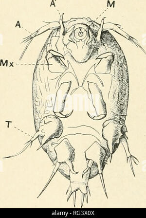 . Il Cambridge storia naturale. Zoologia. 76 CRUSTACEA COPEPODA prensili sono, ma non sono così fuse. Oltre a Achtheres ci sono altri di acqua fresca, moduli e.ff. Lernaeoiwda salmonea sul salmone, e un certo numero di specie marine. Sembra che le larve fix stessi ai loro ospiti per mezzo di un lungo filo ghiandolare, che procede dal centro della fronte.^ fam. 13. Choniostomatidae."-i membri di questa famiglia sono tutti su parassiti altri crostacei. La maggioranza vive parasiti- camente in marsupiale dei sacchetti di Amphipods femmina, isopodi, Mysidae e Cumacea, ad es. Sphaeronella e St Foto Stock